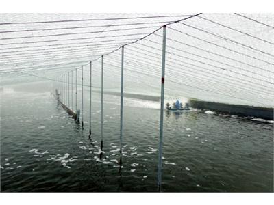 Mô Hình Nuôi Tôm Công Nghiệp Khép Kín Hiệu Quả Ở Móng Cái (Quảng Ninh)