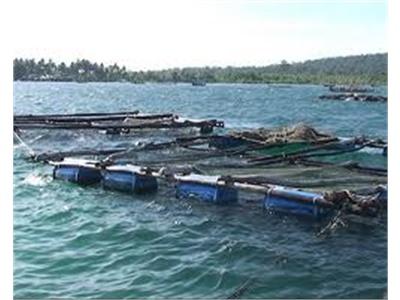 Tăng Cường Quản Lý Môi Trường Nuôi Trồng Thủy Sản