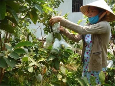 Châu Thành (Đồng Tháp) Phát Triển Trồng Ổi Lê Đài Loan