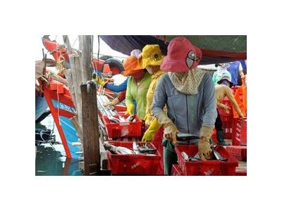 Ngư Dân Bội Thu Chuyến Ra Biển Đầu Năm