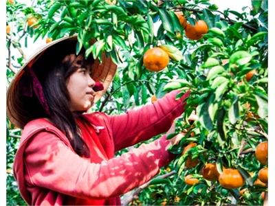 Đồng Tháp Nâng Tầm Thương Hiệu Quýt Hồng Lai Vung