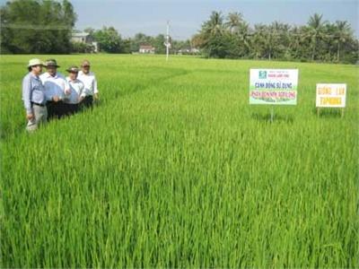 Kiểm Tra Mô Hình Sản Xuất Giống Lúa Có Nguồn Gốc Từ Nhật Bản