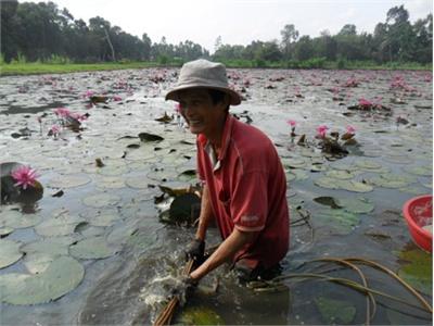 Biến Ruộng Xấu Thành Nơi Trồng Súng