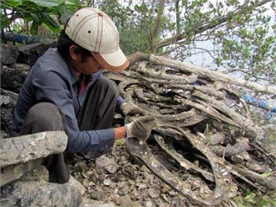 Giàu Con Chữ Nhờ Nuôi Hàu