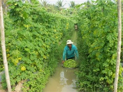 Trồng Khổ Qua, Lợi Nhuận Gấp 4 Lần Trồng Lúa