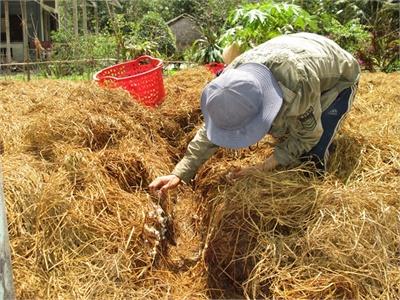 Giá Nấm Rơm Tăng Mạnh