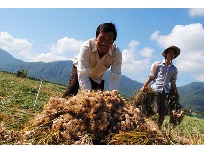 Trồng Tỏi Theo Hướng An Toàn