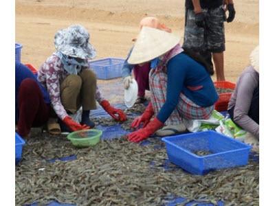 Kỹ Thuật Nuôi Tôm Bằng Chế Phẩm Sinh Học Cho Hiệu Quả Cao