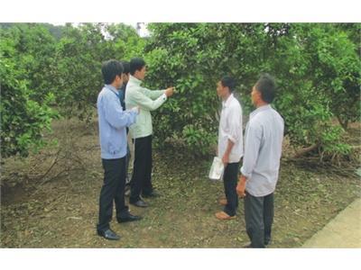 Kết Quả Xử Lý Ra Hoa Cho Bưởi Ở Phú Thọ