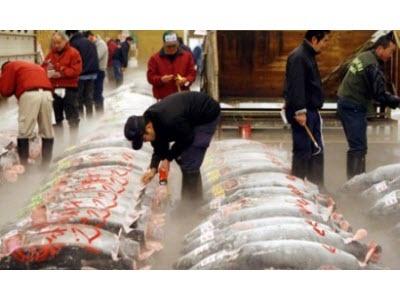 Nhu Cầu Tiêu Thụ Cá Ngừ Đông Lạnh Của Nhật Bản Tăng