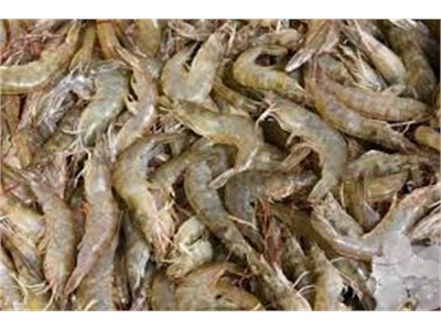 Nhu Cầu Tôm Cỡ Nhỏ Của Êcuađo Tăng Cao