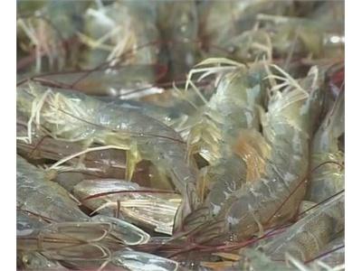 Làm Thế Nào Để Ngăn Chặn Hội Chứng Tôm Chết Sớm (EMS) Trong Trại Nuôi Tôm