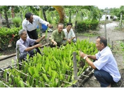 Triệu Phú Nhờ Trồng Thanh Long