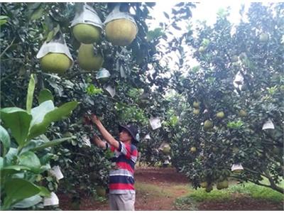Bà Rịa Vũng Tàu Trồng Trái Cây Nghịch Mùa Hướng Sản Xuất Hiệu Quả