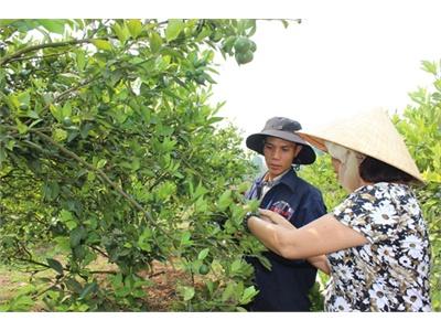 Trồng Cây Ăn Trái Cho Hiệu Quả Kinh Tế Cao