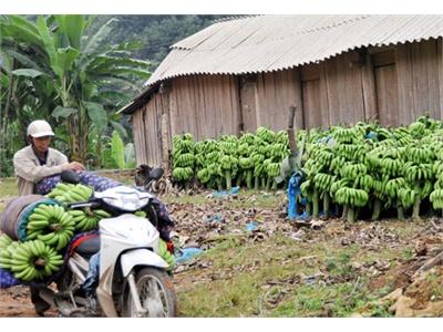 Người Trồng Chuối Thu Hơn 40 Tỷ Đồng/năm