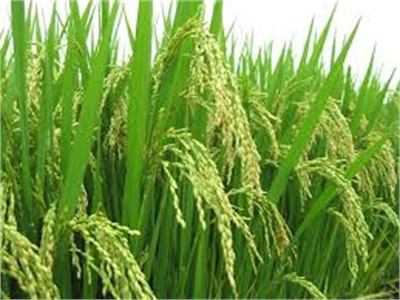 Đồng Bằng Sông Cửu Long Đặt Mục Tiêu Sản Xuất 25 Triệu Tấn Lúa Năm 2014