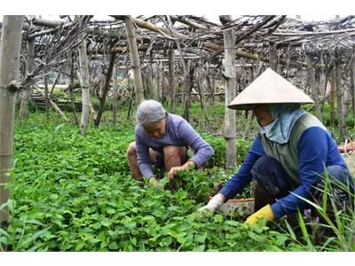 Bao Giờ Rau Có VietGAP