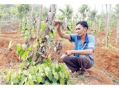 Bệnh Lạ Bùng Phát Trên Cây Tiêu Ở Đắk Ơ (Bình Phước)