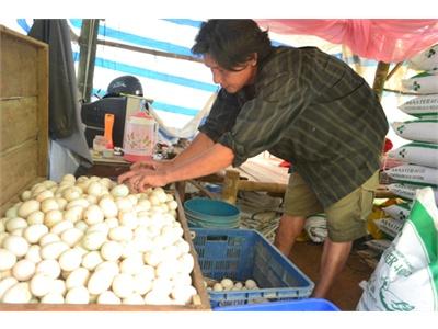 Người Chăn Nuôi Mong Được Giải Cứu
