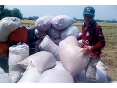 Vụ Đông Xuân Lúa Trúng Đậm Nhưng Xuất Khẩu Chậm