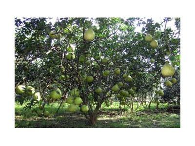 Nông Dân Muốn Chuyển Đổi Từ Lúa Sang Trồng Bưởi