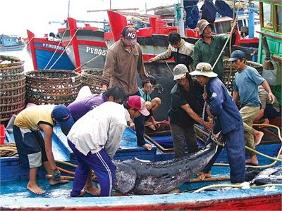Thí Điểm Việc Đánh Bắt Và Xuất Khẩu Cá Ngừ Đại Dương Sang Nhật Bản