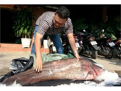 Bắt Được Cá Leo Hiếm Nặng 65kg