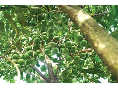 Trồng Cây Mắc Ca Không Dễ