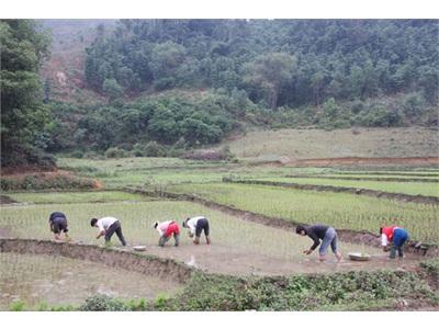 Toàn Tỉnh Tập Trung Gieo Trồng, Chăm Sóc Các Loại Cây Trồng Vụ Đông – Xuân