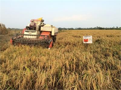 Tết Đủ Đầy Nhờ Con Tôm Ôm Gốc Lúa