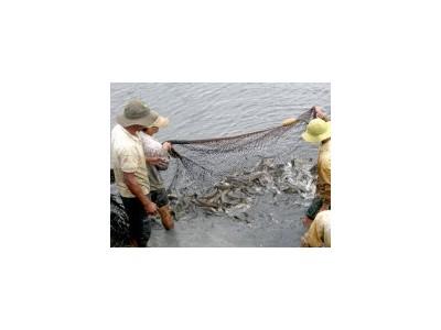 Sinh sản và sản xuất cá lóc bột cá lóc giống