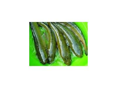 Tập tính sinh sản và sản xuất cá lóc bột cá lóc giống