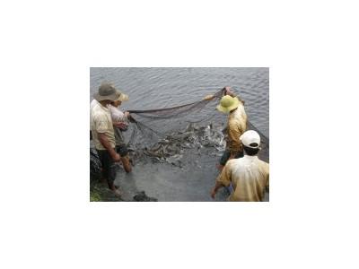 Kỹ thuật nuôi cá lóc công nghiệp trong vèo lưới