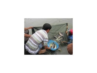 Nuôi cá lóc cao sản trên vùng duyên hải