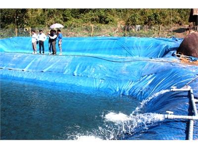 Triển Vọng Từ Mô Hình Nuôi Cá Tầm