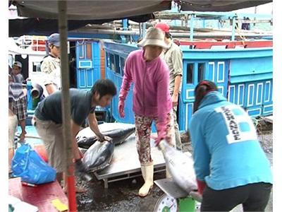 Năm 2015, Khánh Hòa Tiếp Tục Thực Hiện Dự Án Thu Thập Số Liệu Cá Ngừ Tại Việt Nam