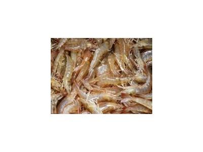 Kinh nghiệm nuôi tôm he chân trắng ở trung quốc