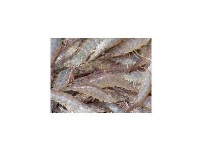 Công nghệ biofloc là gì?