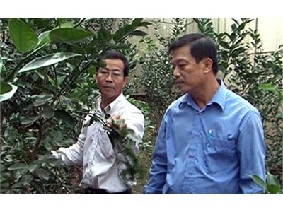 Trồng Cam Sành Không Hạt Hướng Đến Xuất Khẩu