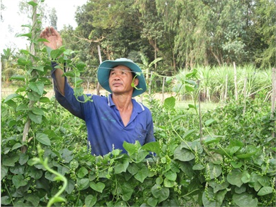 Hiệu Quả Từ Mô Hình Trồng Mồng Tơi Lấy Hạt