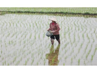 Nỗi Lo Từ Vụ Đông Xuân Ấm