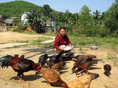 Bệnh ORT hen phức hợp trên gà