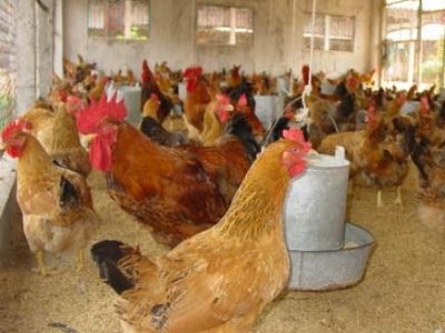 Biểu hiện thiếu dinh dưỡng ở gà