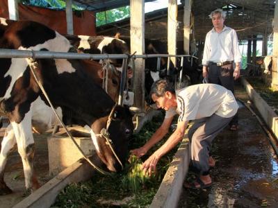 Bò sữa giống chết hàng loạt ở Hà Nam sẽ hỗ trợ để dân không bị thiệt