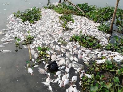 Cá trên sông Cái Vừng tiếp tục chết