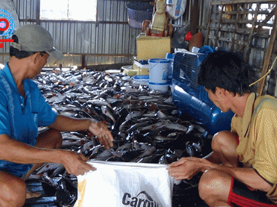 Ngư dân không nên tiếp tục thả nuôi nơi cá chết hàng loạt