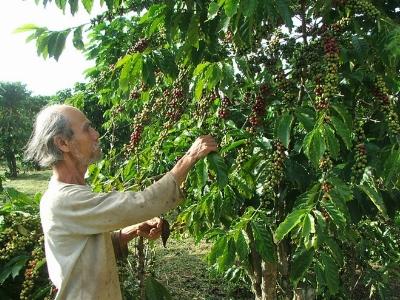 Cà phê sắp có mặt bằng giá mới