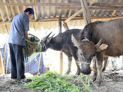 Các giải pháp khôi phục chăn nuôi sau rét