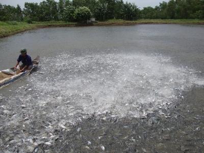 Thừa Thiên Huế cần khoảng 1,825 tỷ con giống thủy sản